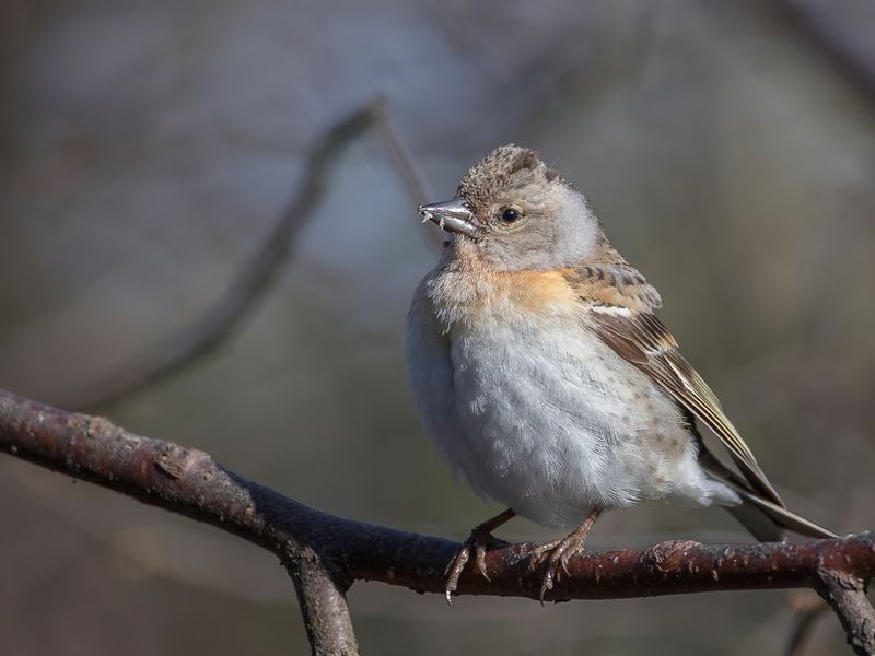 Brambling (f)