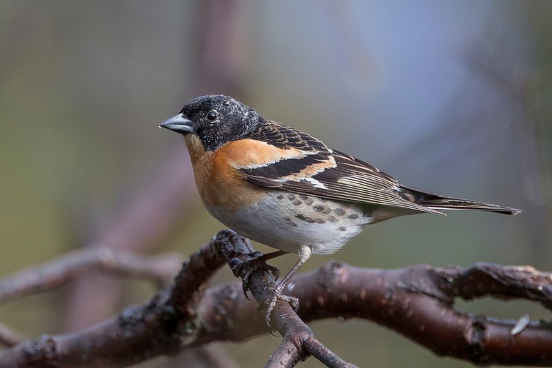 Brambling (m)