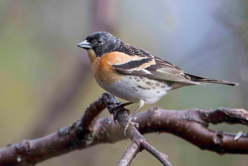 Brambling (m)