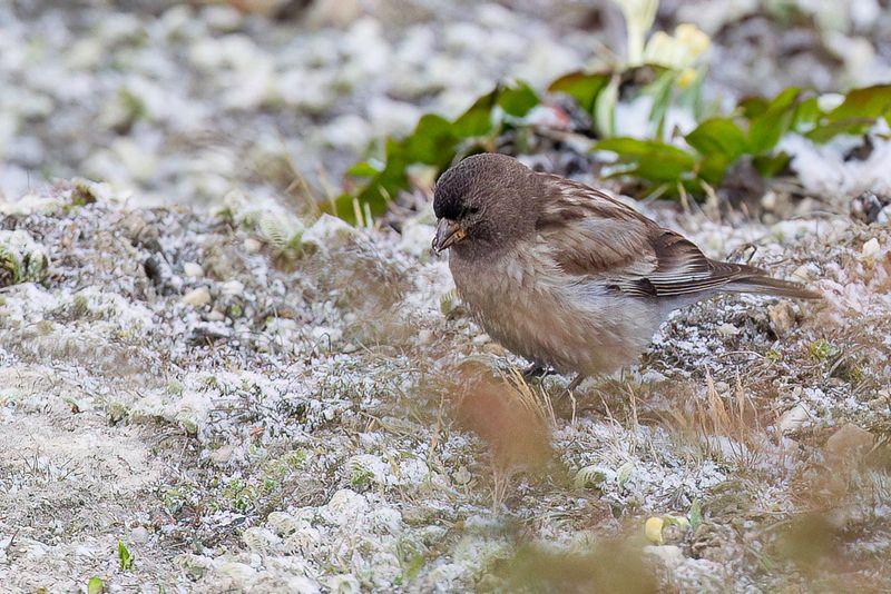 Brandt's Mountain Finch