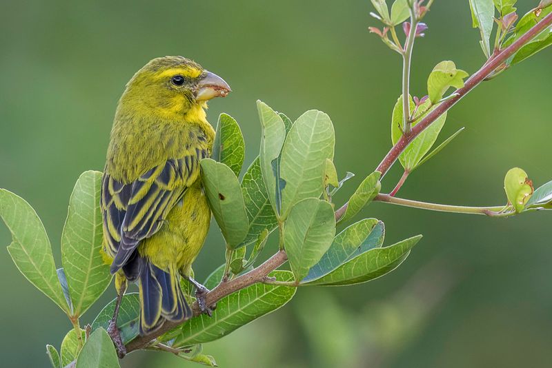 Brimstone Canary