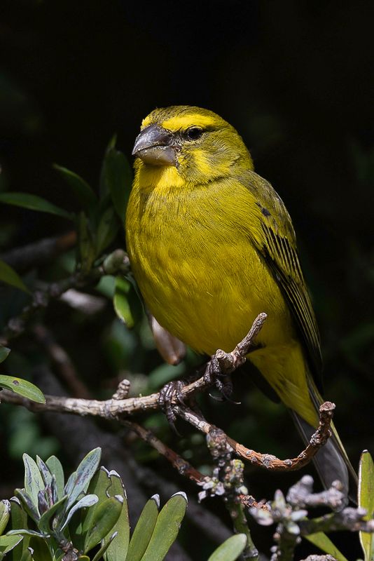 Brimstone Canary