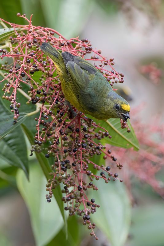 Bronze-green Euphonia