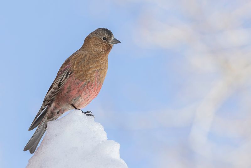 Brown-capped Rosy Finch