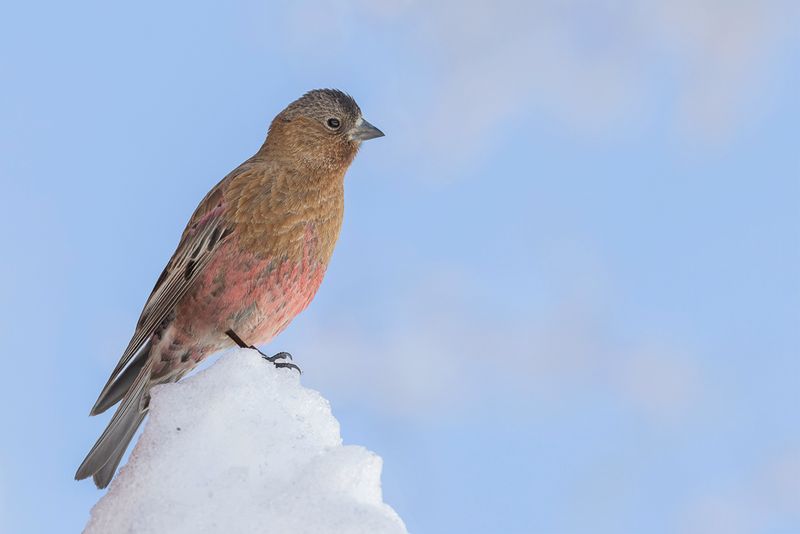 Brown-capped Rosy Finch