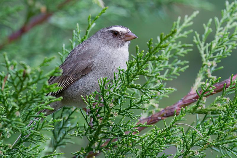 Brown-rumped Seedeater