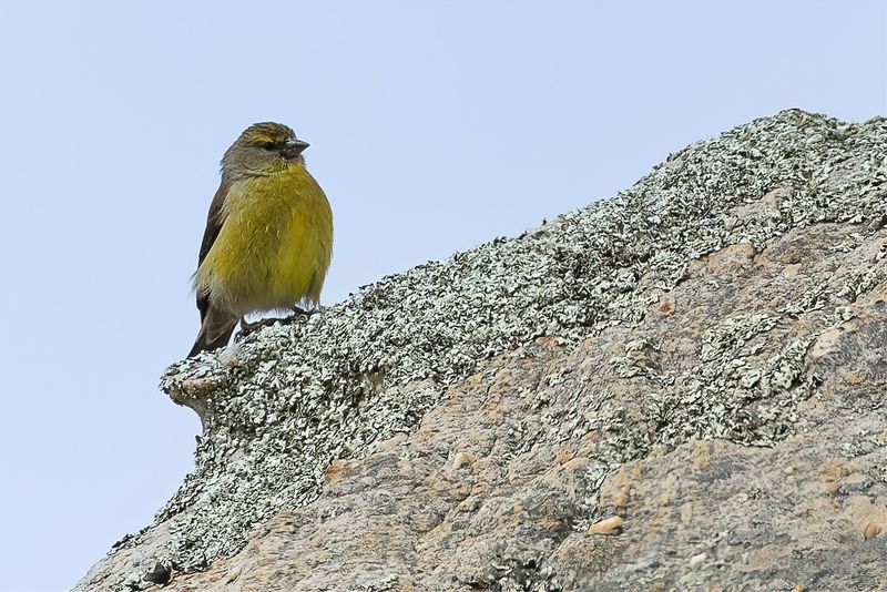 Cape Siskin