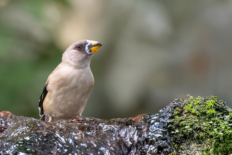 Chinese Grosbeak (f)