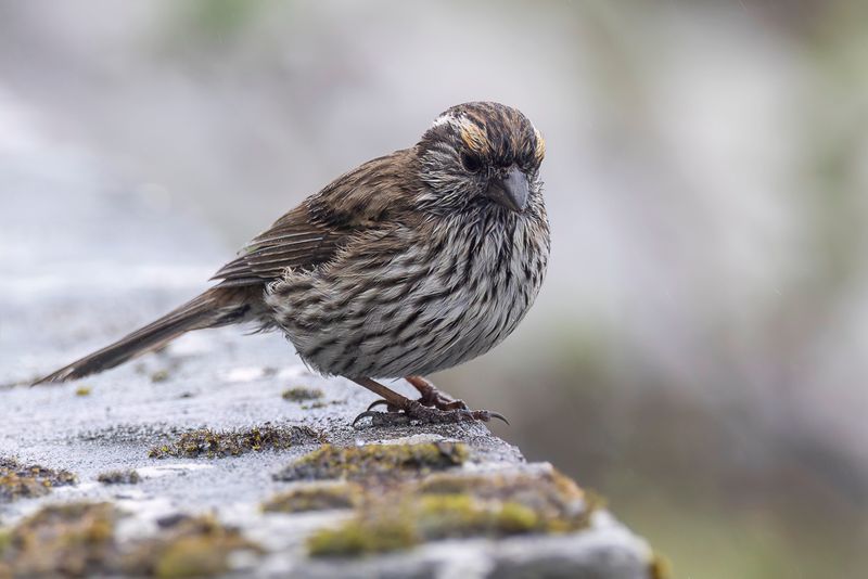 Chinese White-browed Rosefinch (f)