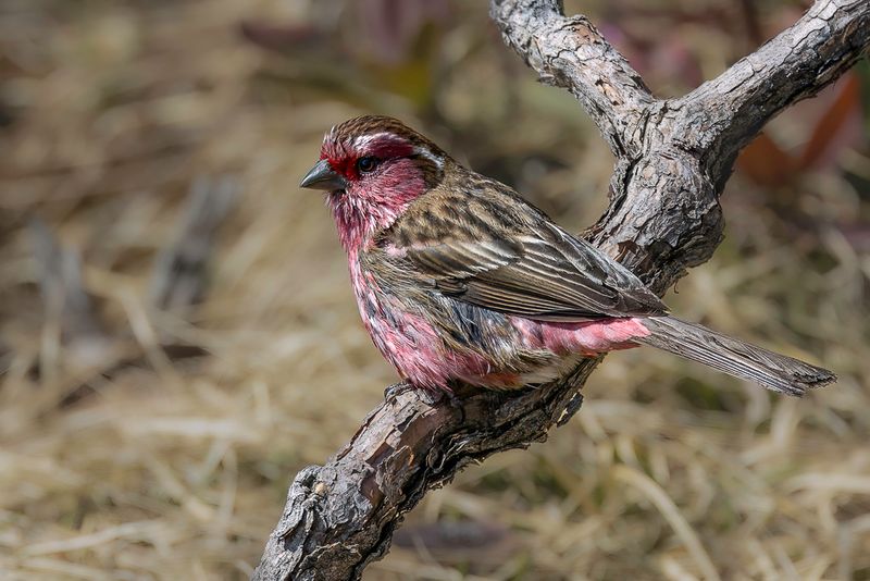 Chinese White-browed Rosefinch (m)