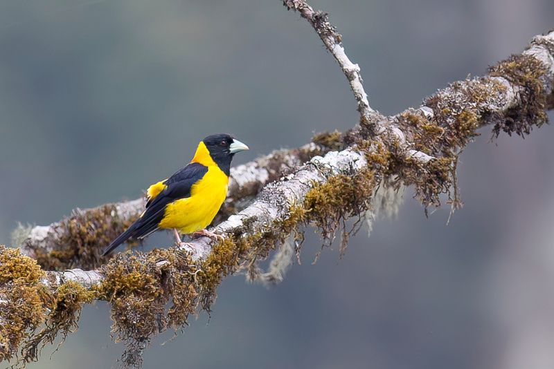 Collared Grosbeak