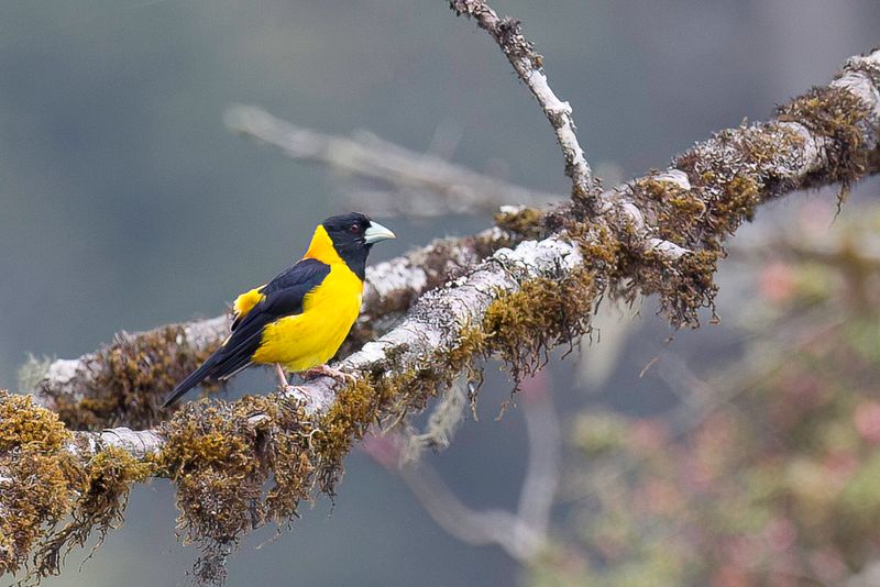 Collared Grosbeak