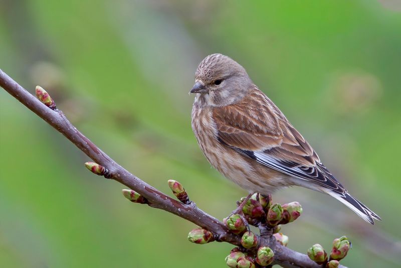 Common Linnet (f)