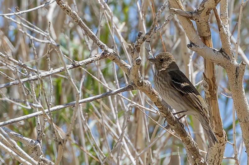 Common Rosefinch (f)