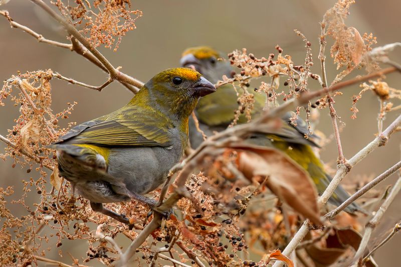 Crimson-browed Finch (f)
