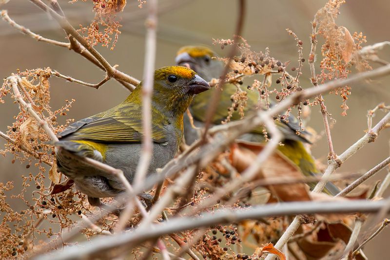 Crimson-browed Finch (f)