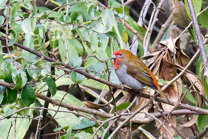 Crimson-browed Finch (m)