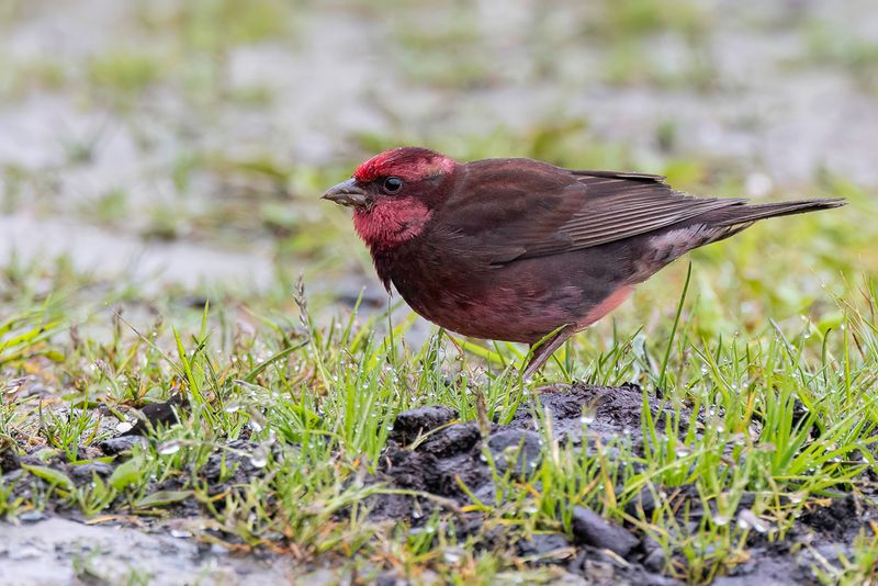 Dark-breasted Rosefinch