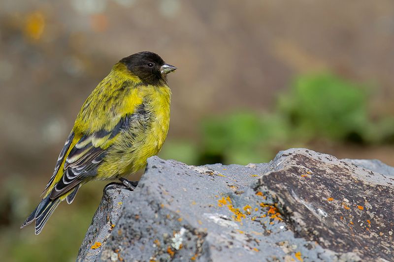 Ethiopian Siskin
