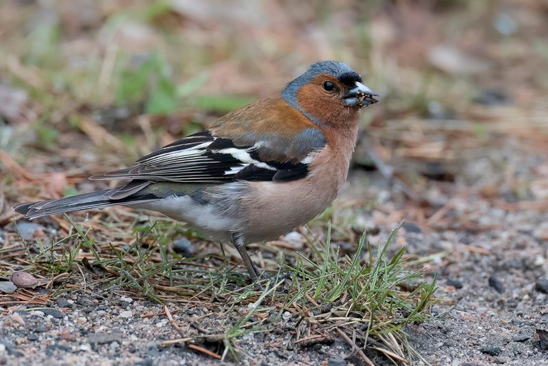 Eurasian Chaffinch