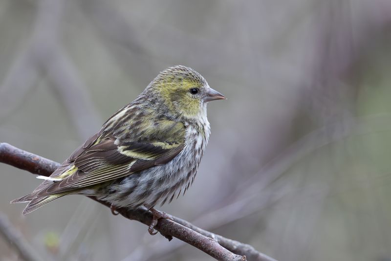 Eurasian Siskin (f)