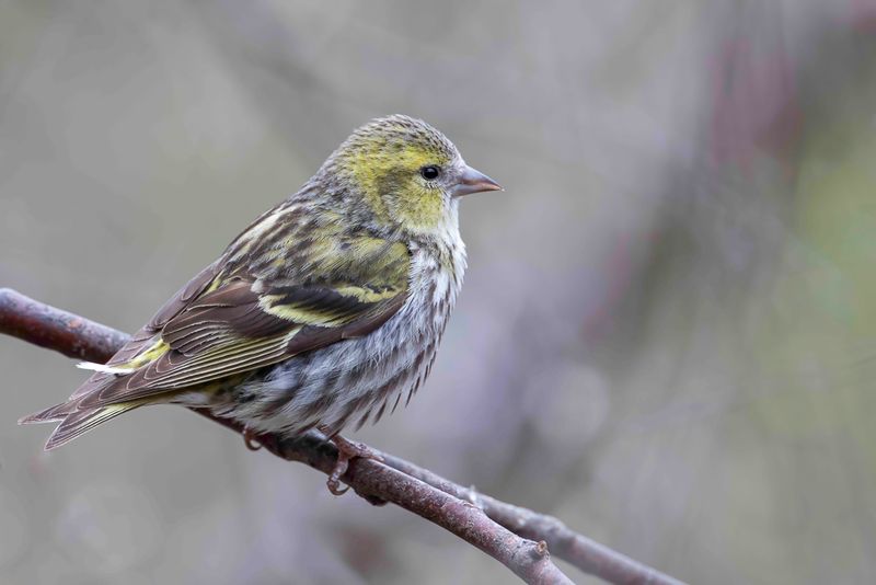 Eurasian Siskin (f)