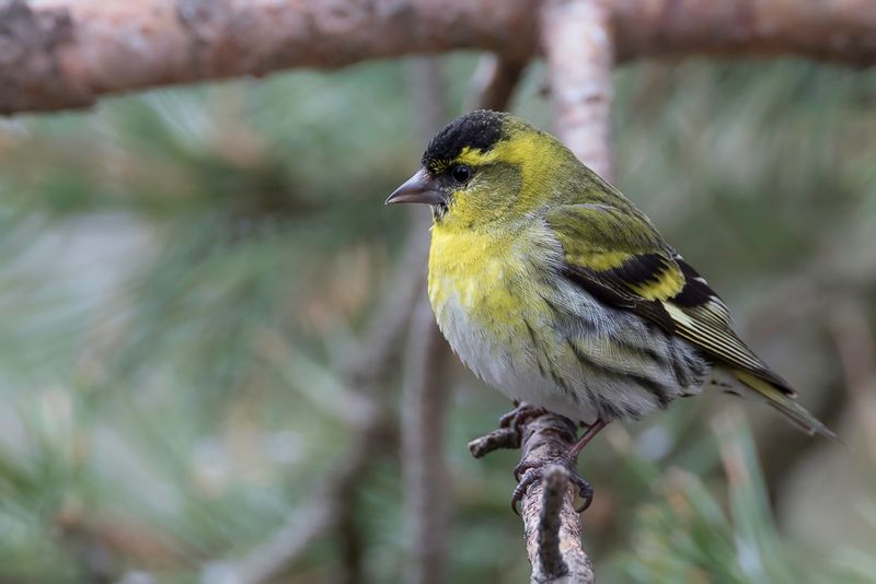 Eurasian Siskin (m)