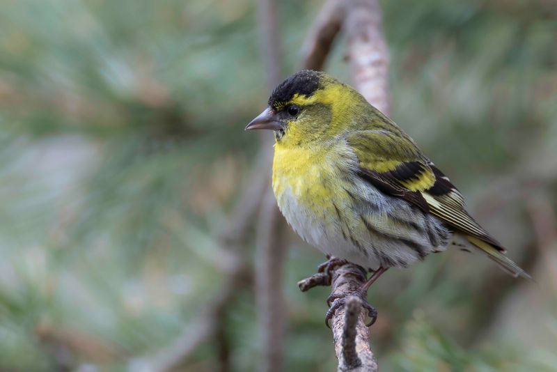 Eurasian Siskin (m)