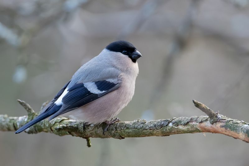 Eurasian Bullfinch (f)