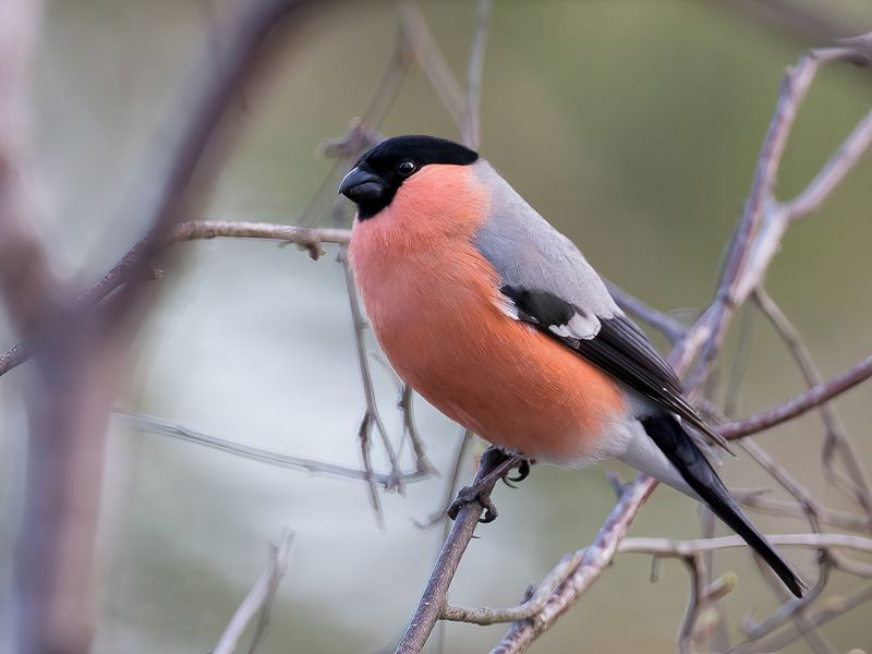 Eurasian Bullfinch