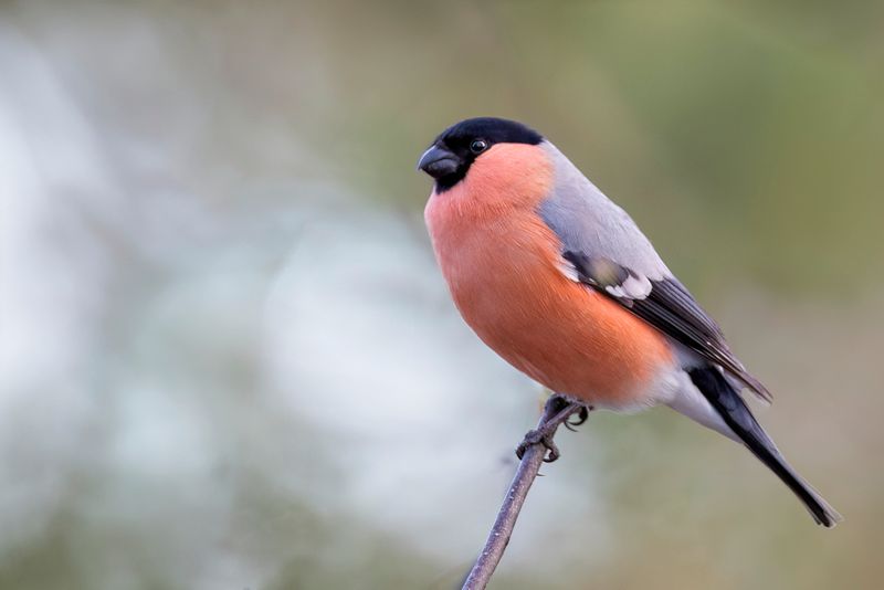 Eurasian Bullfinch