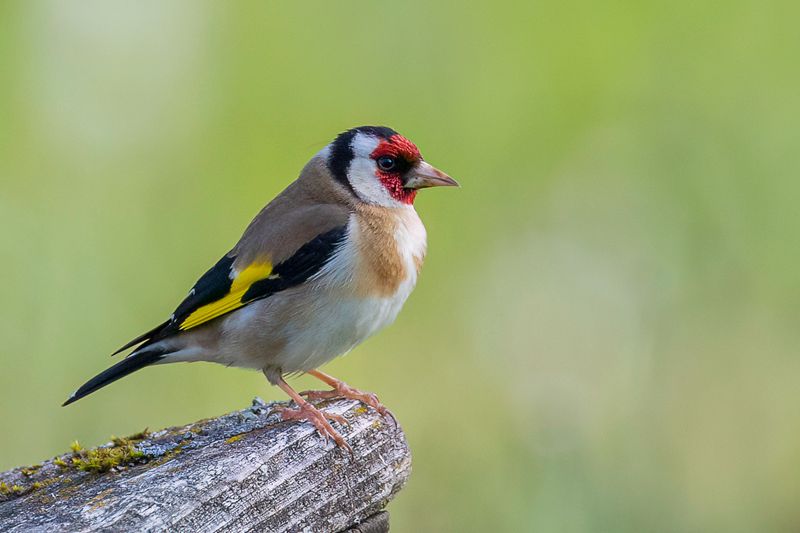 European Goldfinch