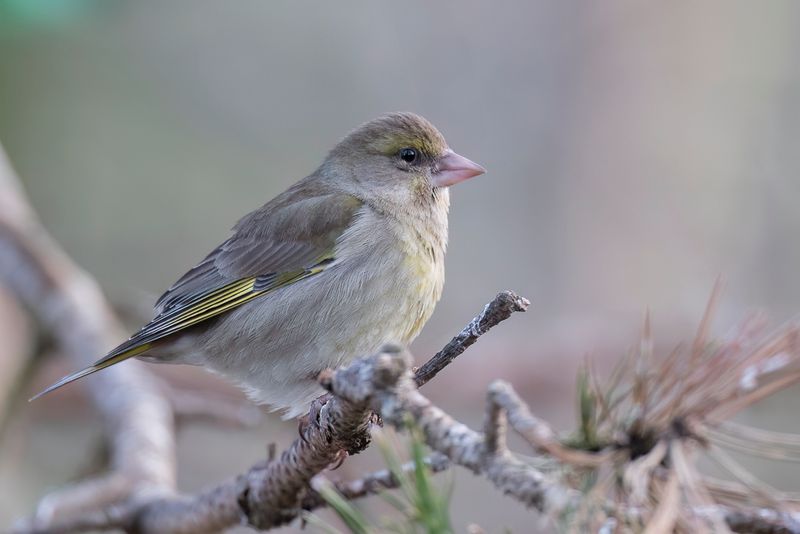 European Greenfinch (f)