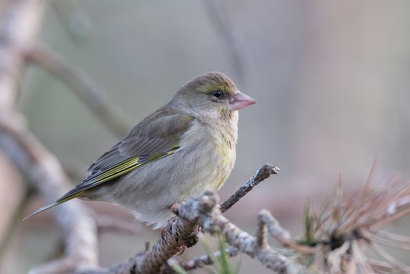 European Greenfinch (f)