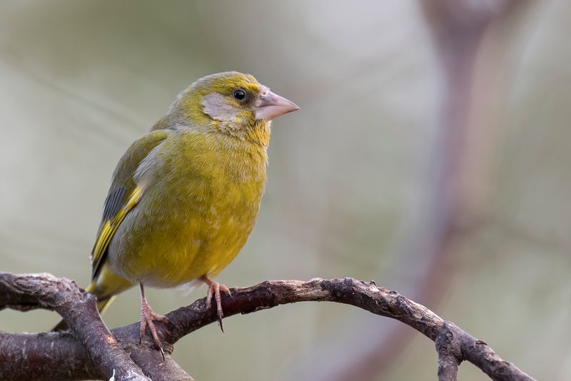 European Greenfinch (m)