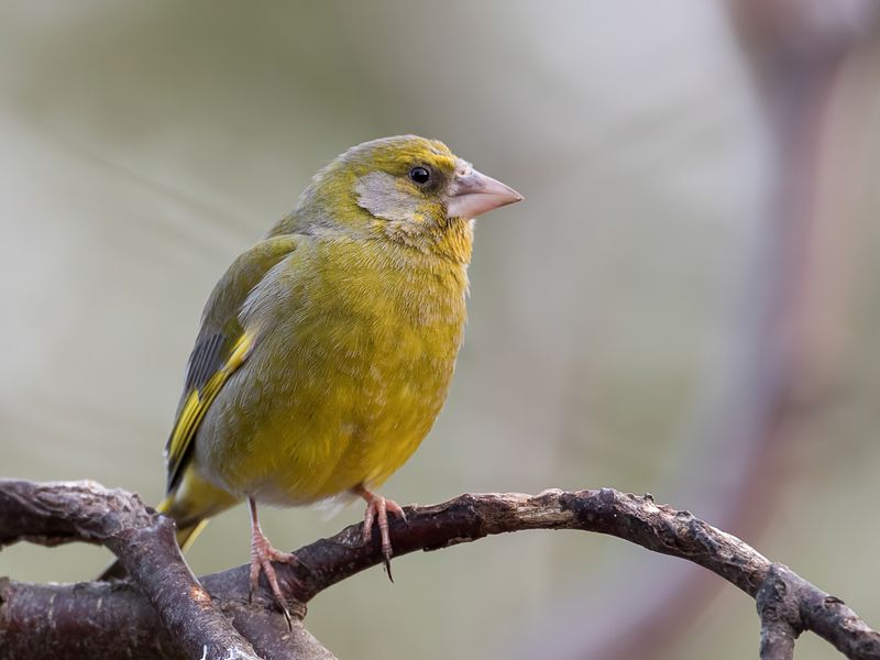 European Greenfinch (m)