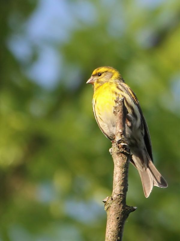 European Serin