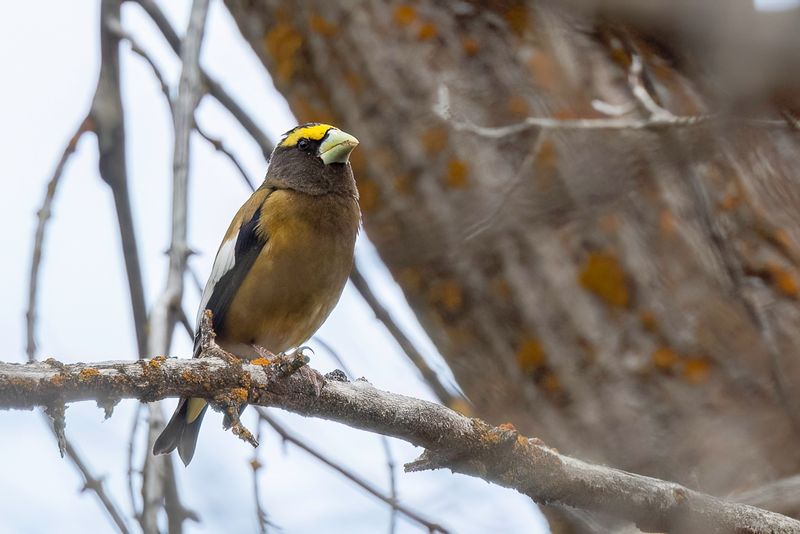 Evening Grosbeak