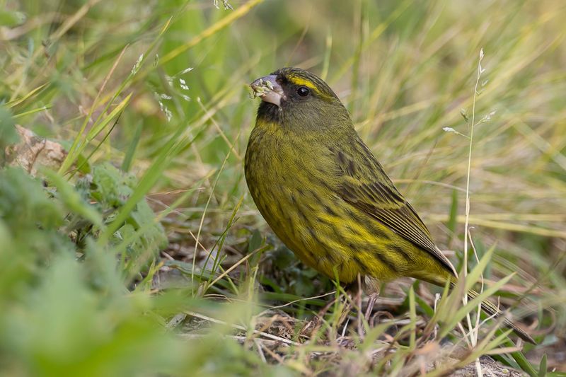 Forest Canary