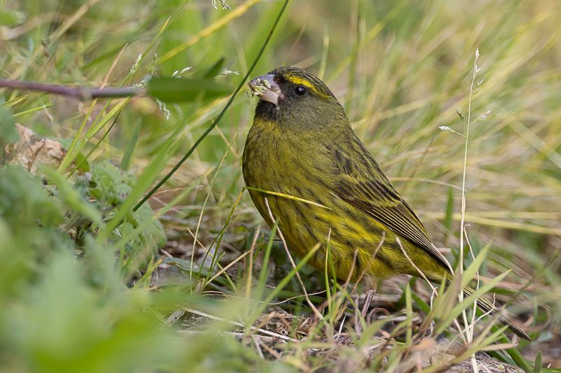 Forest Canary
