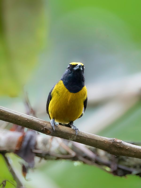 Fulvous-vented Euphonia (m)