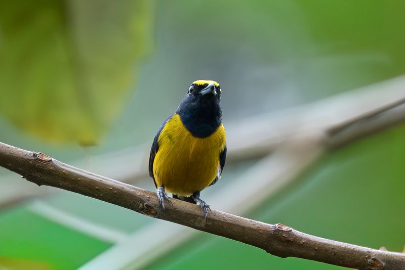 Fulvous-vented Euphonia (m)