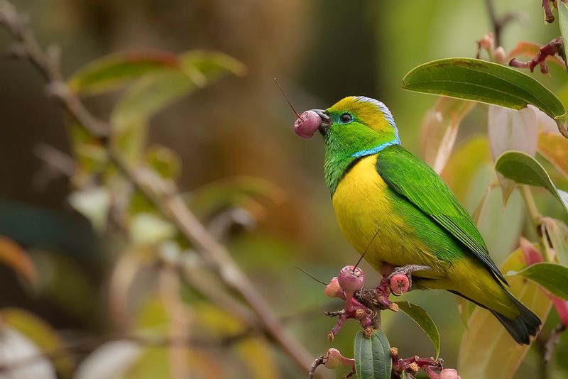 Golden-browed Chlorophonia