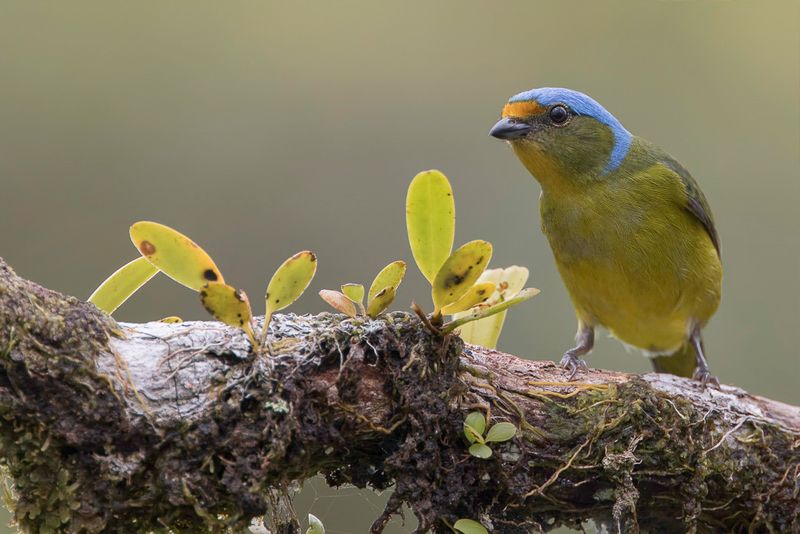 Golden-rumped Euphonia (f)