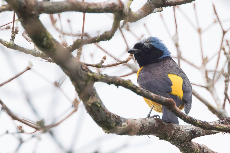 Golden-rumped Euphonia (m)