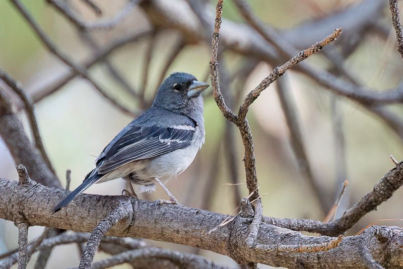 Gran Canaria Blue Chaffinch