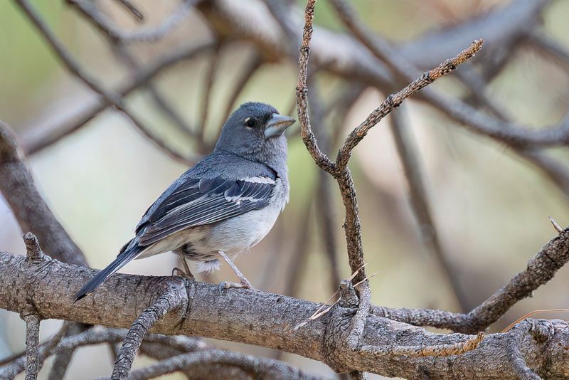Gran Canaria Blue Chaffinch