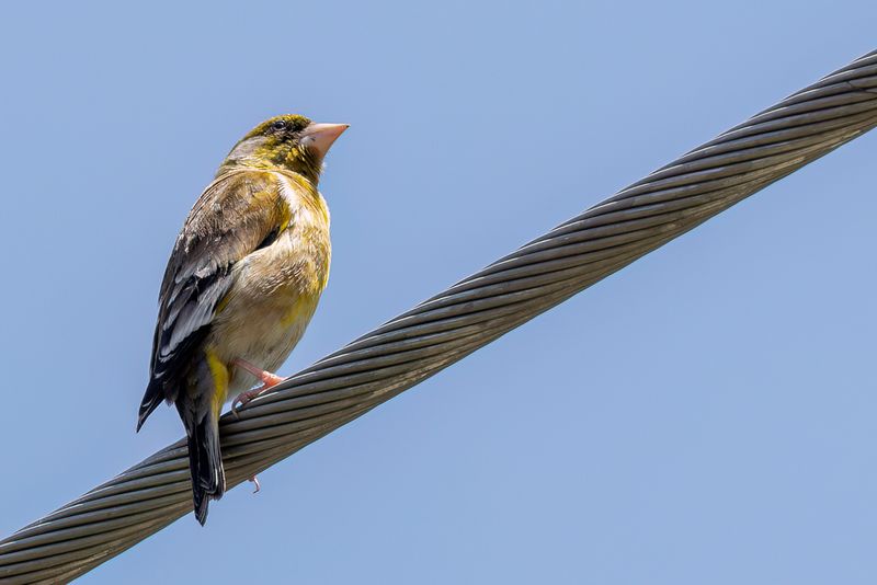 Oriental Greenfinch