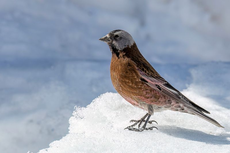 Grey-crowned Rosy Finch