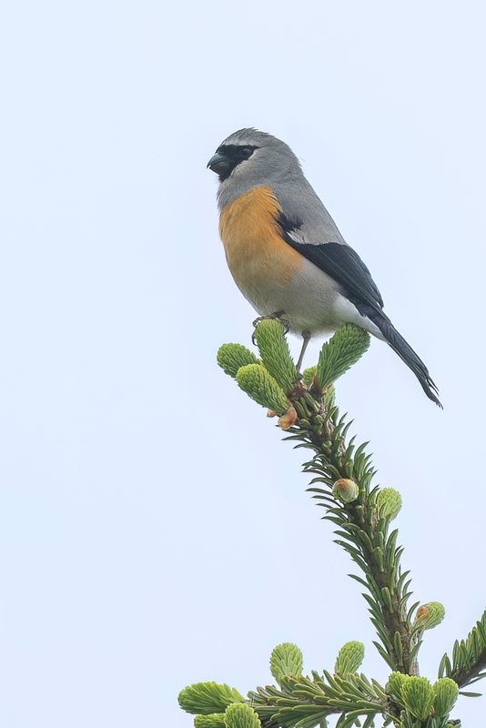 Grey-headed Bullfinch